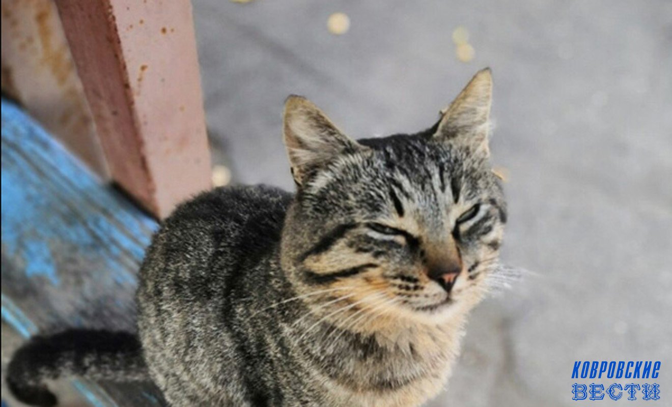 В подвале на Кирова замуровали кошку с котятами